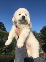CHIOT