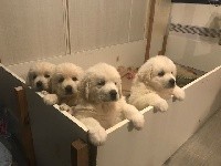 CHIOT