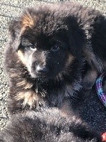 CHIOT