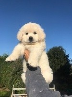 CHIOT