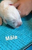 CHIOT
