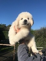 CHIOT