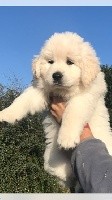 CHIOT
